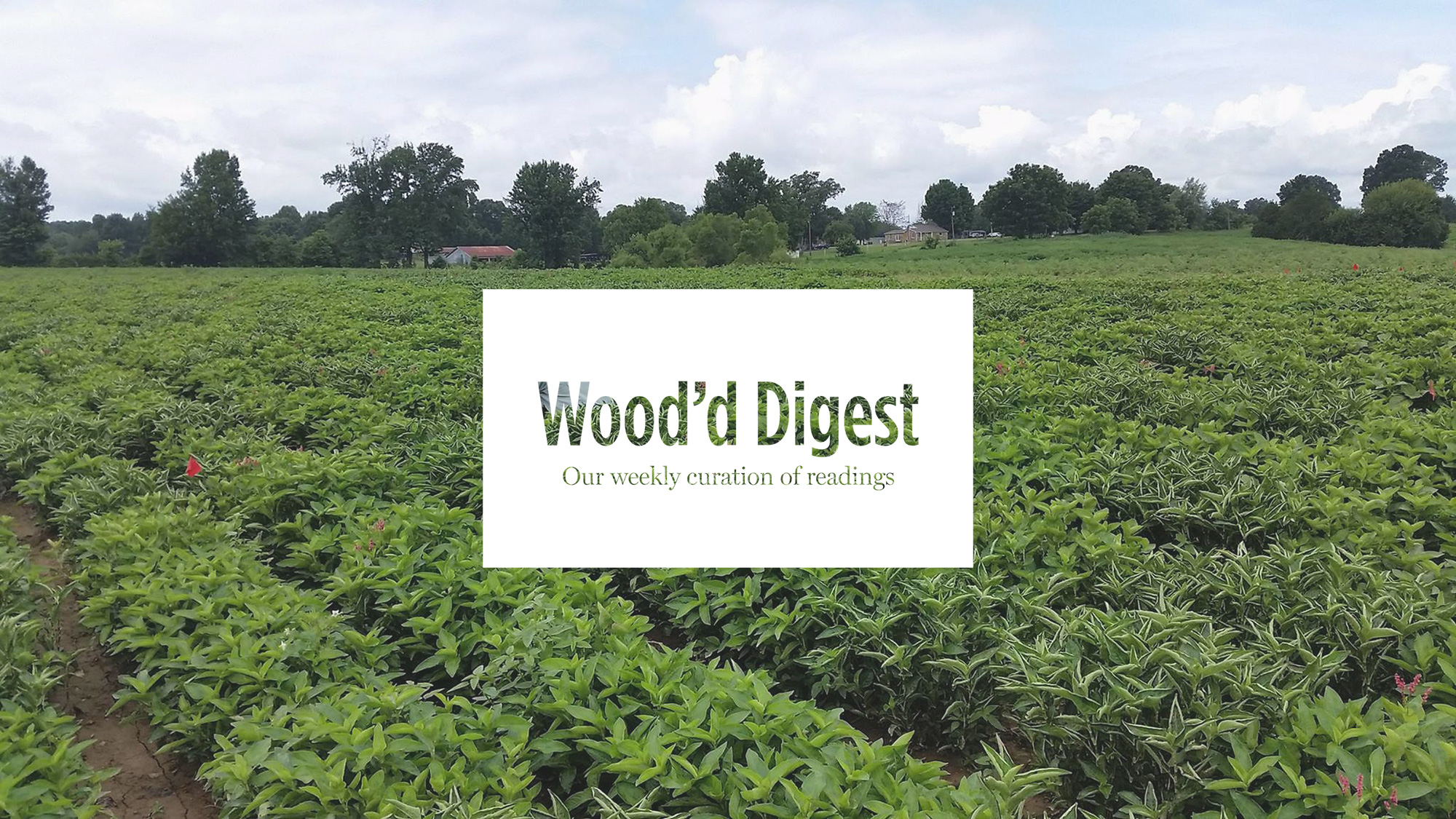 Wood'd talks sustainability in this first episode of Wood'd Digest
