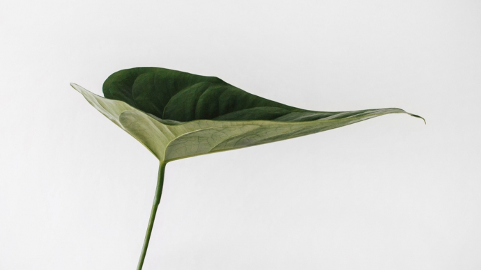 Sustainable Projects Wood'd Uncovered